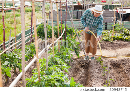 Senior woman watering beds of plants with rubber hose in garden 80948745