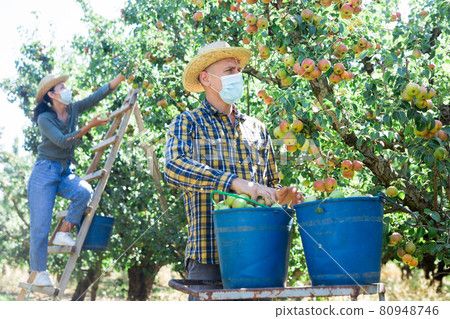 Harvesting of pears in garden 80948746