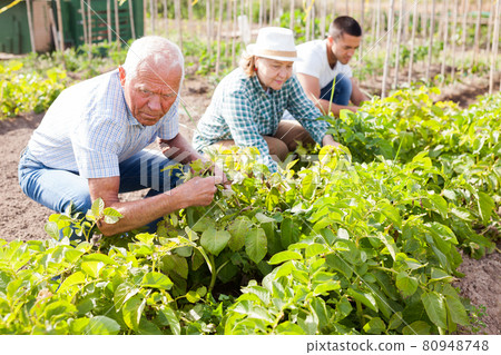 Mature parents and adult son work in the garden Mature parents and adult son work in the garden 80948748