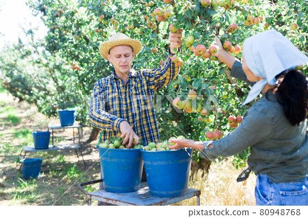 Two workers picking pears from trees 80948768