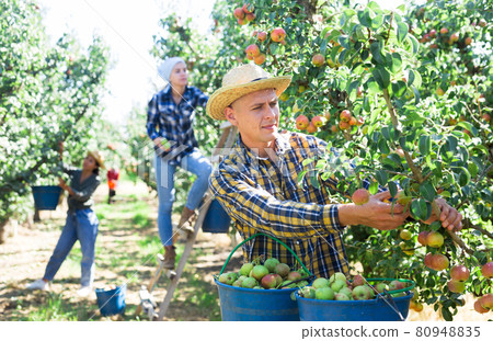 Three workers picking pears 80948835