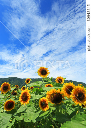 Sunflowers in full bloom in the blue sky in summer Sunflowers in full bloom in the blue sky in summer 80948845