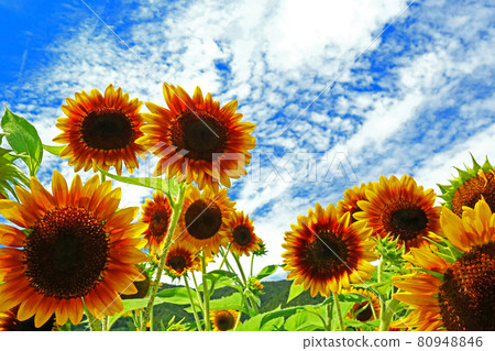 Sunflowers in full bloom in the blue sky in summer Sunflowers in full bloom in the blue sky in summer 80948846
