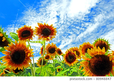 Sunflowers in full bloom in the blue sky in summer Sunflowers in full bloom in the blue sky in summer 80948847