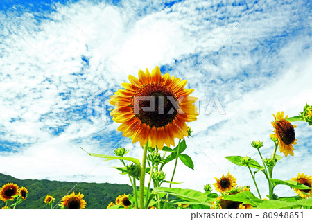 Sunflowers in full bloom in the blue sky in summer Sunflowers in full bloom in the blue sky in summer 80948851