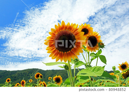 Sunflowers in full bloom in the blue sky in summer Sunflowers in full bloom in the blue sky in summer 80948852