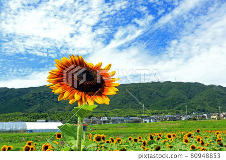 Sunflowers in full bloom in the blue sky in summer Sunflowers in full bloom in the blue sky in summer 80948853