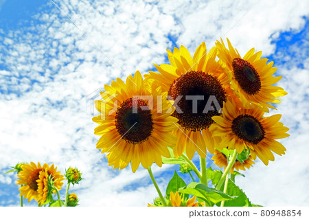 Sunflowers in full bloom in the blue sky in summer Sunflowers in full bloom in the blue sky in summer 80948854