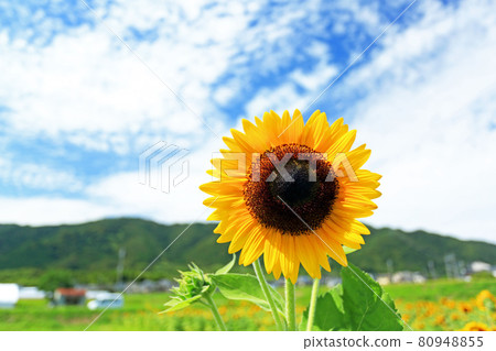 Sunflowers in full bloom in the blue sky in summer 80948855