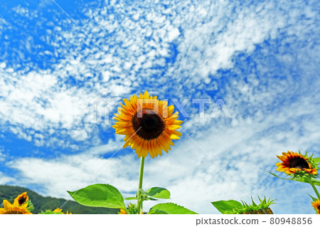 Sunflowers in full bloom in the blue sky in summer Sunflowers in full bloom in the blue sky in summer 80948856