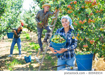 Three workers picking pears 80948934