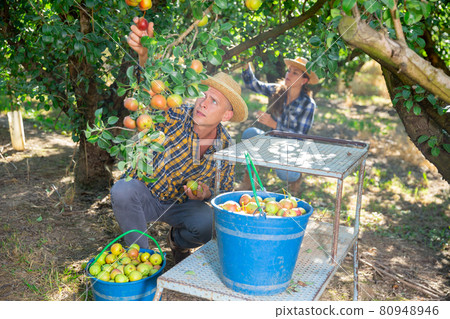 Girl and man harvesting pears 80948946