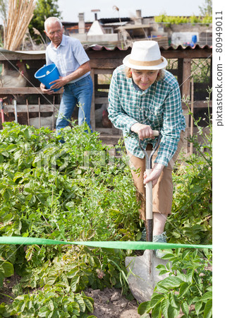 Senior woman is dripping harvest of potatoes by shovel in garden outdoor Senior woman is dripping harvest of potatoes by shovel in garden outdoor 80949011