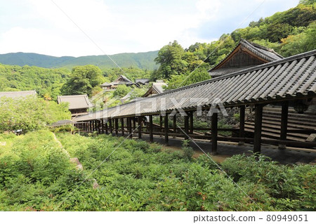 Hydrangeas of Nara Hase-dera 80949051