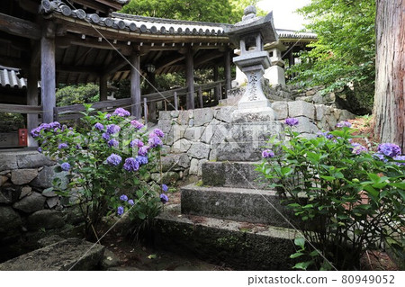 Hydrangeas of Nara Hase-dera 80949052