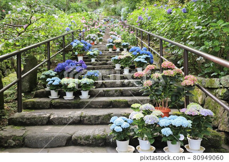 Hydrangeas of Nara Hase-dera 80949060