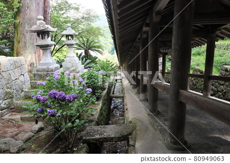 奈良長谷的繡球花 奈良長谷的繡球花 80949063