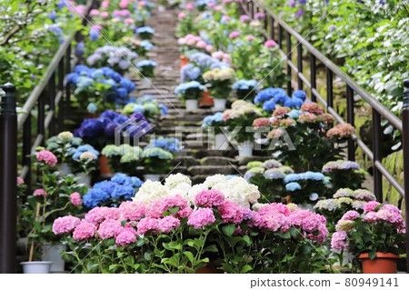 Hydrangeas of Nara Hase-dera 80949141