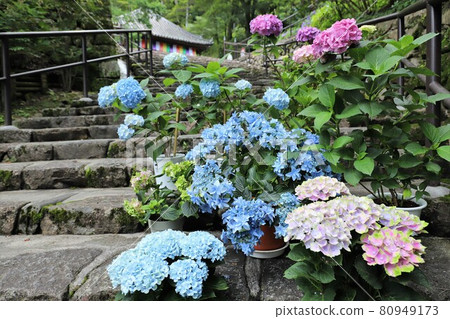 Hydrangeas of Nara Hase-dera Hydrangeas of Nara Hase-dera 80949173