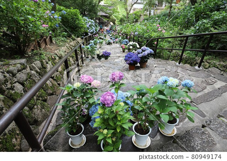 Hydrangeas of Nara Hase-dera 80949174