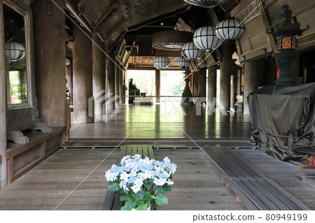 Hydrangeas of Nara Hase-dera Hydrangeas of Nara Hase-dera 80949199