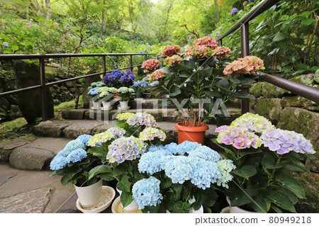 Hydrangeas of Nara Hase-dera 80949218
