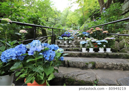 Hydrangeas of Nara Hase-dera 80949219