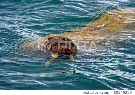 Walrus in the water. Chukotka, Russia. Walrus in the water. Chukotka, Russia. 80949299