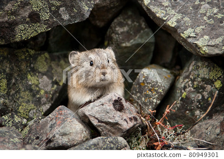 Northern pika (Ochotona hyperborea) 80949301