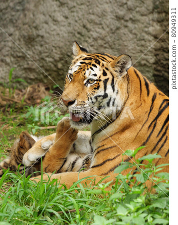 Amur tiger's mother playing with her child Amur tiger's mother playing with her child 80949311