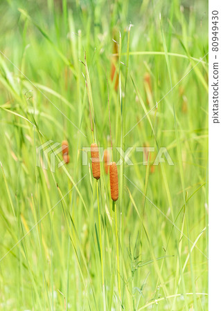 Gama flower with brown fluffy flowers in green grass with tips 80949430