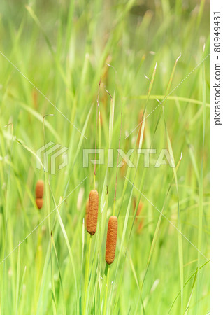 Bulrush flower with brown fluffy flowers in green grass with tips Bulrush flower with brown fluffy flowers in green grass with tips 80949431