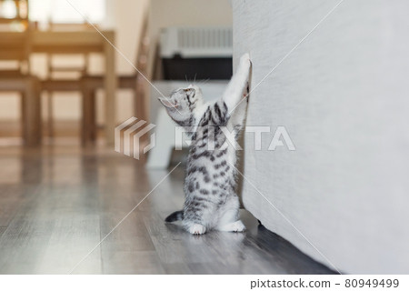 Cute little grey kitten in the cozy home 80949499
