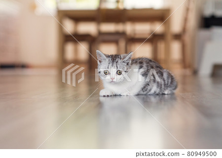Cute little grey kitten in the cozy home 80949500