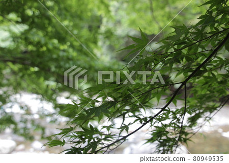 Summer autumn leaves and river Ryuguiwa Summer autumn leaves and river Ryuguiwa 80949535