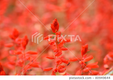 Yamadaike Park 80949644