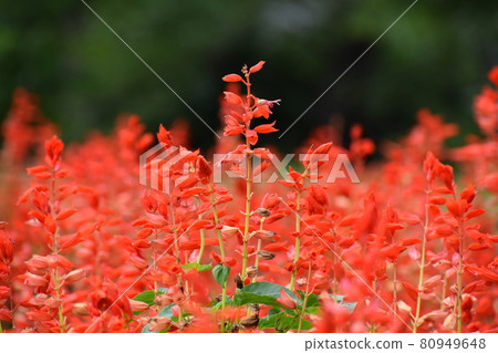 Yamadaike Park 80949648