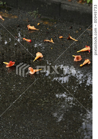 橙色喇叭藤花散落在雨中 橙色喇叭藤花散落在雨中 80949733