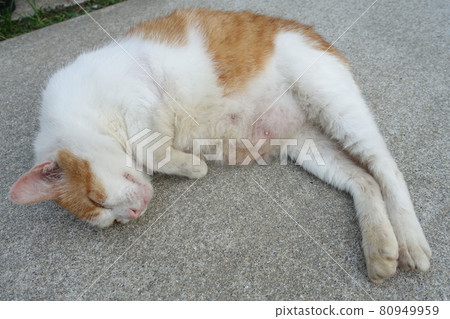 Female stray cat Female stray cat 80949959
