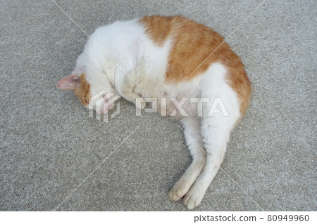 Female stray cat Female stray cat 80949960