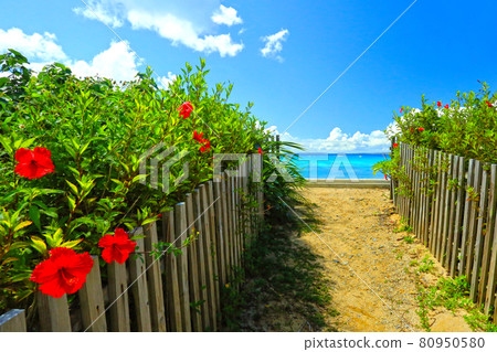 Image of Okinawa: Blue sea, blue sky and bright red hibiscus 80950580