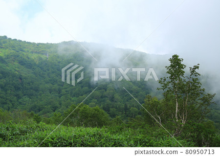 Tsugaike Nature Park Nagano Prefecture 80950713