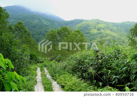 Tsugaike Nature Park Nagano Prefecture Tsugaike Nature Park Nagano Prefecture 80950716