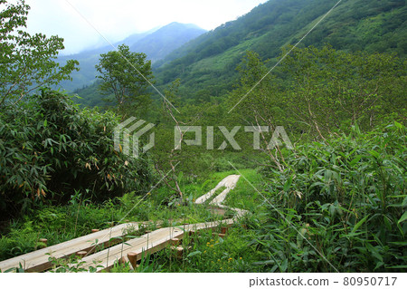 Tsugaike Nature Park Nagano Prefecture Tsugaike Nature Park Nagano Prefecture 80950717
