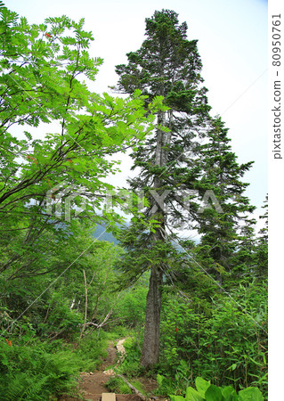 Tsugaike Nature Park Nagano Prefecture Tsugaike Nature Park Nagano Prefecture 80950761
