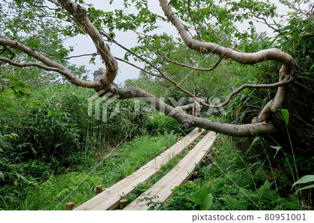 Tsugaike Nature Park Nagano Prefecture 80951001