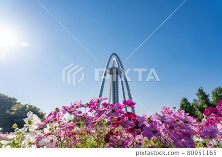 Observation Tower Twin Arch 138 and Pink Cosmos in Kiso Sansen National Government Park, Ichinomiya City, Aichi Prefecture 80951165