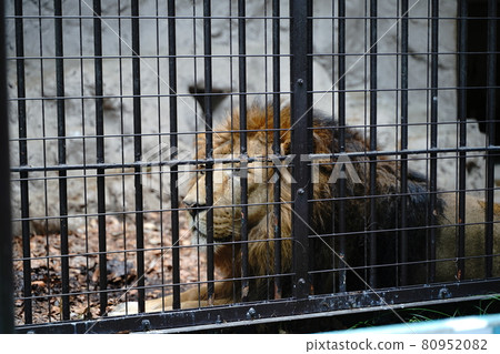 獅子籠黃昏野毛山動物園動物園橫濱市動物日本神奈川縣戶外觀光景點 獅子籠黃昏野毛山動物園動物園橫濱市動物日本神奈川縣戶外觀光景點 80952082