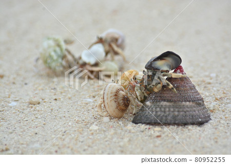 Hermit crab Hermit crab 80952255