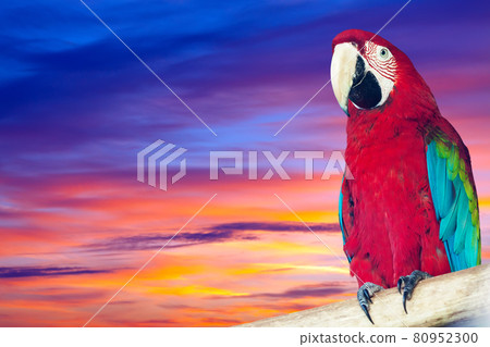 Ara against sunset sky 80952300